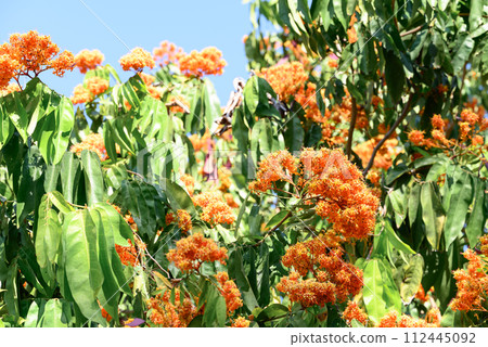Beautiful Orange Ashoka tree flower blooming in garden, Summer season, Thailand 112445092