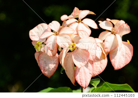 Dona Queen Sirikit flower (Mussaenda philippica) in Thailand 112445103