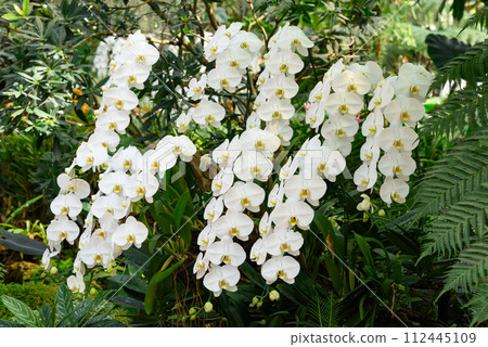 Beautiful white Phalaenopsis orchid blossom in ornamental garden, Spring and summer season Beautiful white Phalaenopsis orchid blossom in ornamental garden, Spring and summer season 112445109