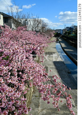 Kawazu cherry blossoms at Yodo Channel, Kyoto Kawazu cherry blossoms at Yodo Channel, Kyoto 112445179