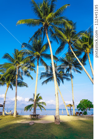 Beach and coconut trees on the island 112445195