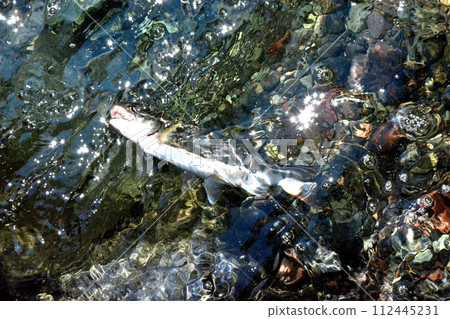 A yamame trout floats out of the bubbling stream of Soryu Gorge. 112445231