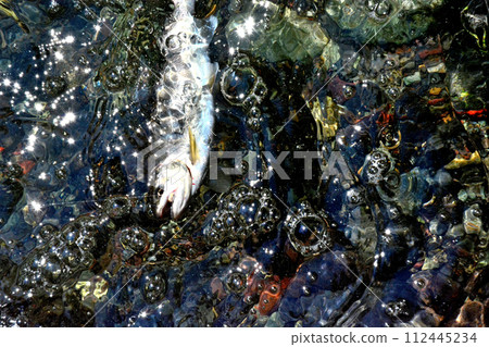 A yamame trout floats out of the bubbling stream of Soryu Gorge. 112445234