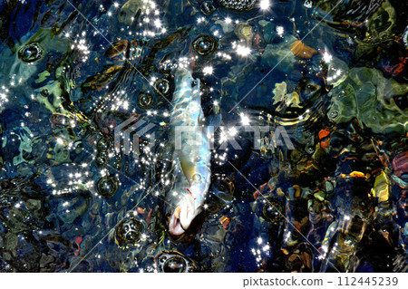 一條山目鱒魚從蒼龍峽谷的汩汩流水中漂流而出。 112445239