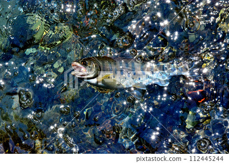 一條山目鱒魚從蒼龍峽谷的汩汩流水中漂流而出。 112445244