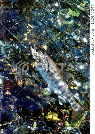 A yamame trout floats out of the bubbling stream of Soryu Gorge. A yamame trout floats out of the bubbling stream of Soryu Gorge. 112445247