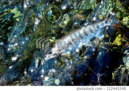 A yamame trout floats out of the bubbling stream of Soryu Gorge. A yamame trout floats out of the bubbling stream of Soryu Gorge. 112445248