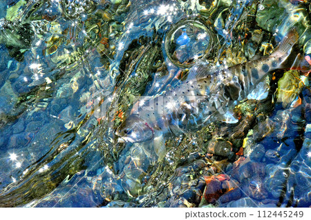 A yamame trout floats out of the bubbling stream of Soryu Gorge. A yamame trout floats out of the bubbling stream of Soryu Gorge. 112445249