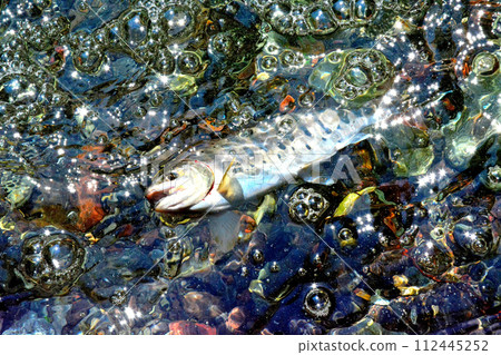 A yamame trout floats out of the bubbling stream of Soryu Gorge. A yamame trout floats out of the bubbling stream of Soryu Gorge. 112445252