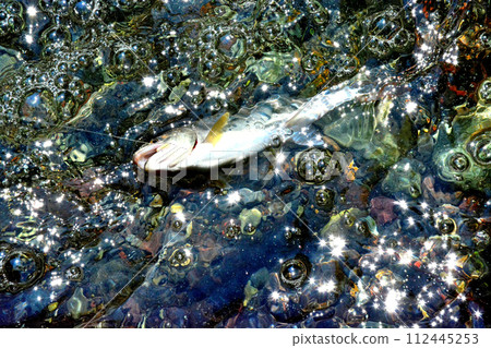 A yamame trout floats out of the bubbling stream of Soryu Gorge. 112445253