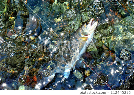 A yamame trout floats out of the bubbling stream of Soryu Gorge. A yamame trout floats out of the bubbling stream of Soryu Gorge. 112445255