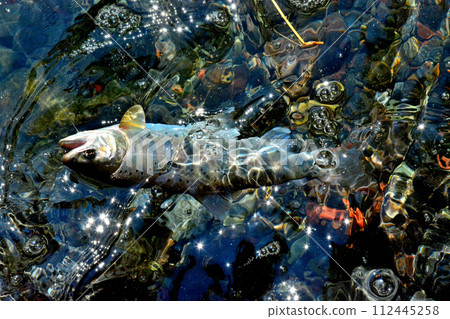 A yamame trout floats out of the bubbling stream of Soryu Gorge. 112445258