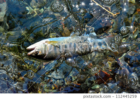 A yamame trout floats out of the bubbling stream of Soryu Gorge. 112445259