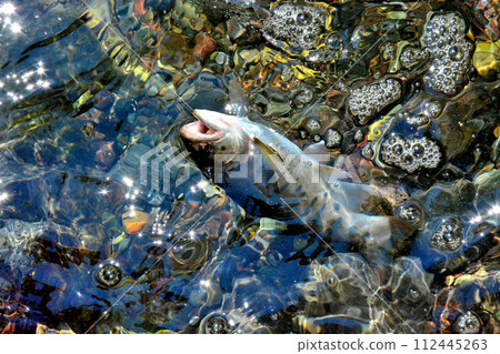 A yamame trout floats out of the bubbling stream of Soryu Gorge. 112445263