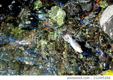 一條山目鱒魚從蒼龍峽谷的汩汩流水中漂流而出。 一條山目鱒魚從蒼龍峽谷的汩汩流水中漂流而出。 112445268