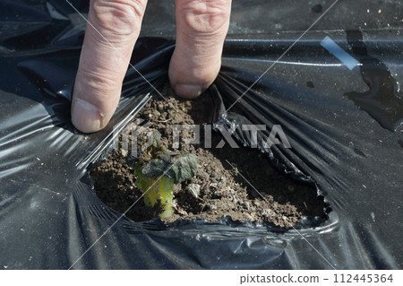 Breaking black mulch for potato planting Goji 112445364