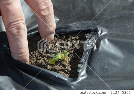 打破黑覆蓋物種植馬鈴薯枸杞 112445365