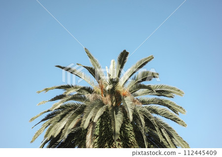 Palm tree Yumenoshima Park 112445409