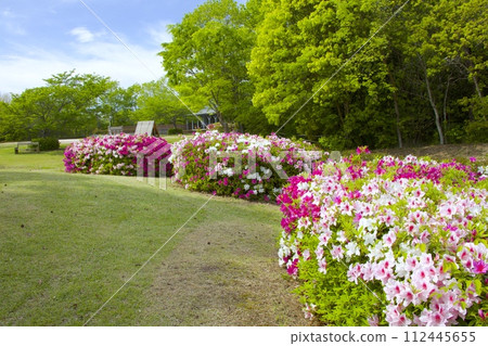 兵庫縣立三木山森林公園,綠意盎然,杜鵑花盛開 兵庫縣立三木山森林公園,綠意盎然,杜鵑花盛開 112445655