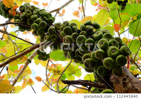 Fig tree or Ficus Racemosa with green fruits on tree trunk 112445840