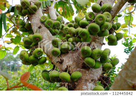 Fig tree or Ficus Racemosa with green fruits on tree trunk Fig tree or Ficus Racemosa with green fruits on tree trunk 112445842