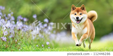 陽光明媚的日子，一隻柴犬在草地上拼命奔跑 112446286