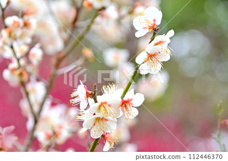 White plum with cute petals 112446370