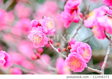 Beautiful pink plum blossoms 112446371