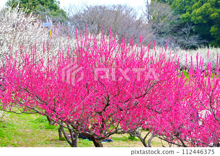 美麗的紅白梅花的梅林公園 美麗的紅白梅花的梅林公園 112446375