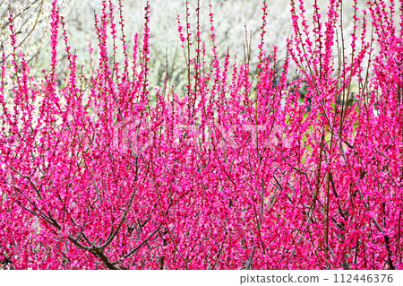 美麗的粉紅色梅花 112446376