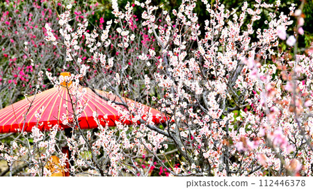Saburike Plum Festival: Plum blossoms in full bloom Saburike Plum Festival: Plum blossoms in full bloom 112446378