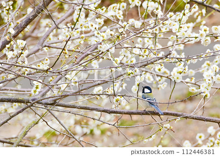 White plum and tit 112446381