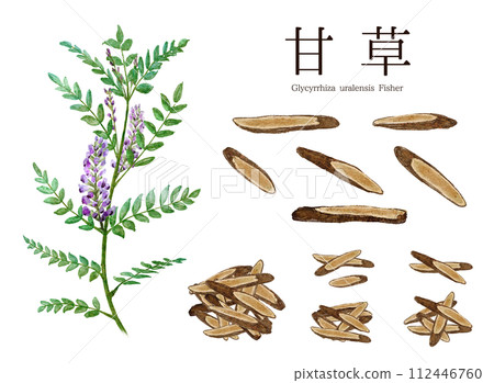 甘草(甘草)草本水彩插圖 甘草(甘草)草本水彩插圖 112446760
