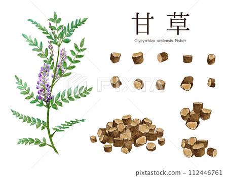 Licorice (licorice) herbal medicine watercolor illustration Licorice (licorice) herbal medicine watercolor illustration 112446761