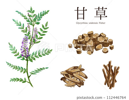 Licorice (licorice) herbal medicine watercolor illustration 112446764