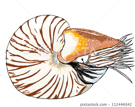 鸚鵡螺插圖 112446842