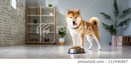 室內看到一隻柴犬伸出舌頭盯著狗糧 112446867