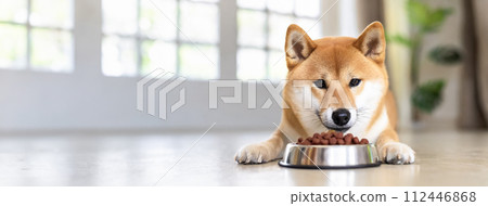 柴犬臉朝下趴在室內吃狗糧 112446868