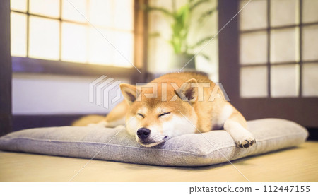 A Shiba Inu sleeping on a cushion in a Japanese-style room 112447155