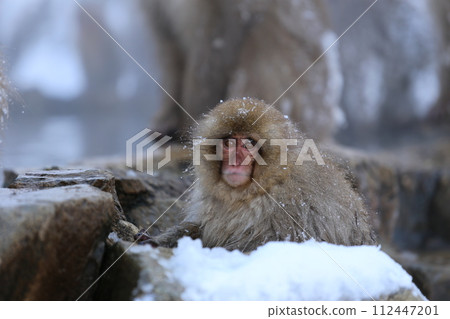 Snow monkey taking an open-air bath 112447201