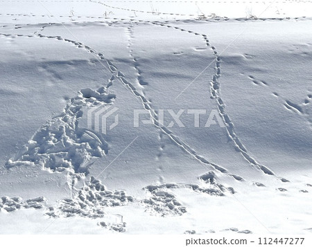 Wildlife footprints in the snow field Wildlife footprints in the snow field 112447277