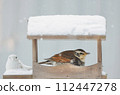 冬天鳥桌上的畫眉 112447278