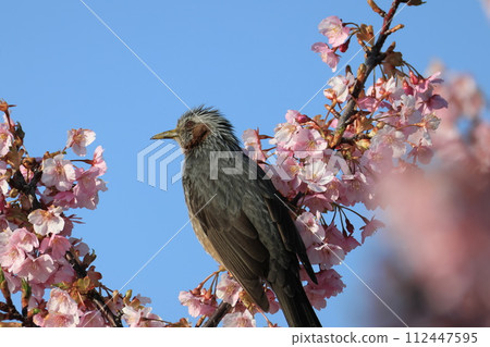 河津櫻花盛開 112447595