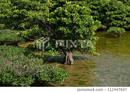 From Oura Mangrove Road From Oura Mangrove Road 112447607