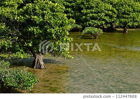 From Oura Mangrove Road From Oura Mangrove Road 112447608