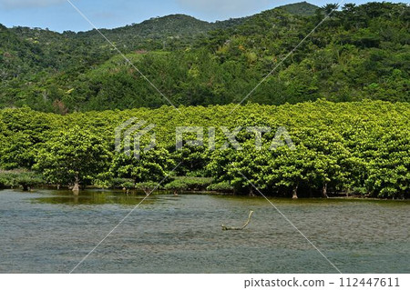 從大浦紅樹林路出發 從大浦紅樹林路出發 112447611