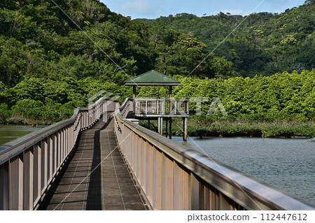 從大浦紅樹林路出發 從大浦紅樹林路出發 112447612