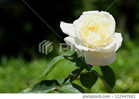 Masayuki / Rose Masayuki / Rose 112447681