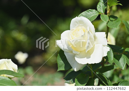 Masayuki / Rose Masayuki / Rose 112447682