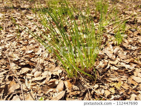 Wild chives 112447690